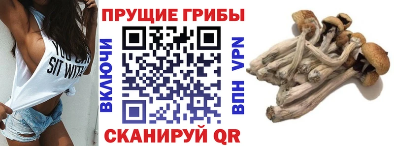 закладки  Кирсанов  MEGA ТОР  Псилоцибиновые грибы Psilocybe 